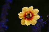 getphpbbimage.php?id=218140