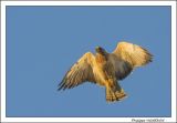 getphpbbimage.php?id=220423
