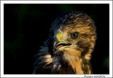 getphpbbimage.php?id=220424