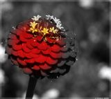 getphpbbimage.php?id=23029