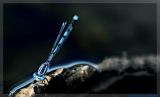 getphpbbimage.php?id=23030