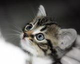 getphpbbimage.php?id=23384