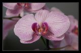 getphpbbimage.php?id=23464