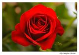 getphpbbimage.php?id=23468