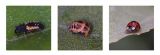 getphpbbimage.php?id=239294