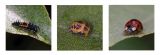 getphpbbimage.php?id=239388