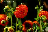 getphpbbimage.php?id=239723