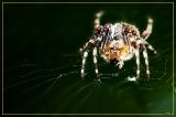 getphpbbimage.php?id=24978
