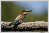 getphpbbimage.php?id=25051