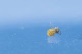 getphpbbimage.php?id=257003