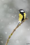 getphpbbimage.php?id=260434