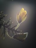 getphpbbimage.php?id=263381
