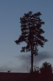 getphpbbimage.php?id=274944
