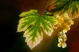getphpbbimage.php?id=275558