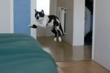 getphpbbimage.php?id=28213