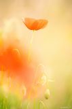 getphpbbimage.php?id=288735