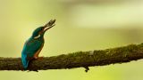 getphpbbimage.php?id=290650