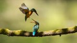 getphpbbimage.php?id=290854