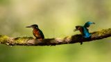 getphpbbimage.php?id=290856