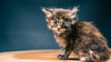 getphpbbimage.php?id=291182