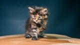 getphpbbimage.php?id=291184