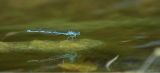 getphpbbimage.php?id=292410