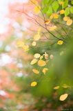 getphpbbimage.php?id=297883