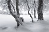 getphpbbimage.php?id=300910