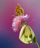 getphpbbimage.php?id=306146