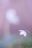 getphpbbimage.php?id=306179