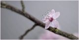 getphpbbimage.php?id=306265