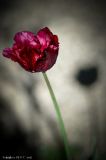 getphpbbimage.php?id=308813