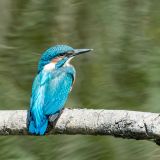 getphpbbimage.php?id=310285