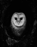 getphpbbimage.php?id=315373