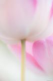 getphpbbimage.php?id=320624