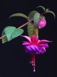 getphpbbimage.php?id=320915