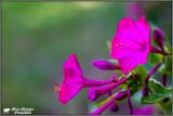 getphpbbimage.php?id=326995