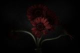 getphpbbimage.php?id=328016