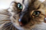 getphpbbimage.php?id=328443