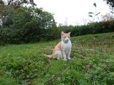 getphpbbimage.php?id=330057