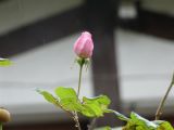 getphpbbimage.php?id=330149