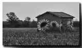 getphpbbimage.php?id=33650