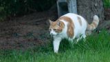 getphpbbimage.php?id=338181