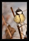 getphpbbimage.php?id=35001