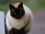 getphpbbimage.php?id=36035