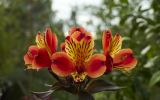 getphpbbimage.php?id=367364