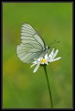 getphpbbimage.php?id=36842