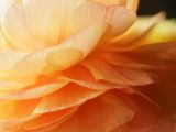 getphpbbimage.php?id=370205