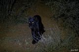 getphpbbimage.php?id=372674