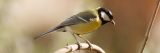 getphpbbimage.php?id=376734